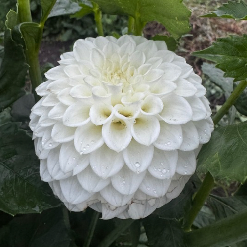 'White Nettie' Dahlia (Ball)