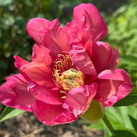 Thumbnail for Julia Rose- Itoh Peony, 1986 introduction, Wisconsin