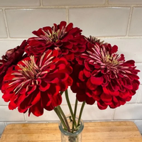 Thumbnail for Benary's Giant Deep Red Zinnia Flower