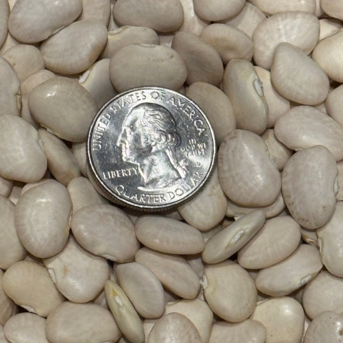 Sieva Lima Bean, 1700's Heirloom - Starts Shipping October 20th