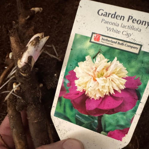 White Cap Peony- Peony, 1956 introduction, lactiflora