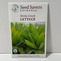 Thumbnail for Strela Green Lettuce Seeds, organic