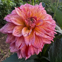 Thumbnail for 'Carmen Fiesta' Dahlia (Informal Decorative)