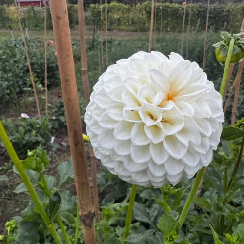 'Jan Rye Croft' Dahlia (Ball)