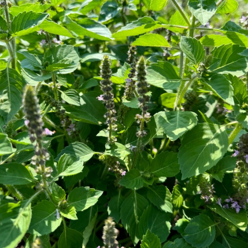 Tulsi (Holy Basil), Ancient Heirloom, Organic