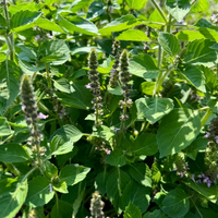 Thumbnail for Tulsi (Holy Basil), Ancient Heirloom, Organic