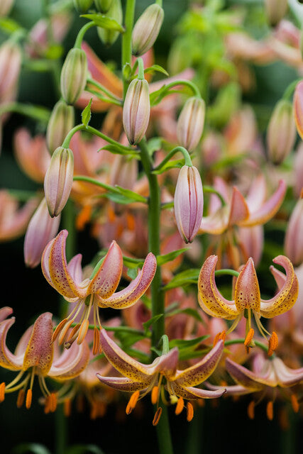Fairy Morning Martagon Lily (Lililum Martagon, Lily Div II)