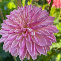 Thumbnail for Valley Porcupine Dahlia (Novelty - Form, Fully Double)