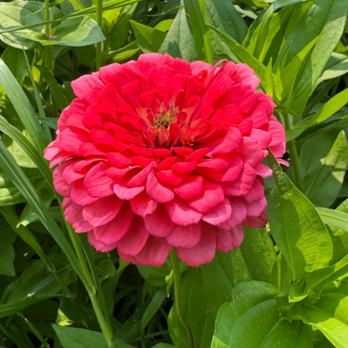 Benary's Giant Carmine Rose Zinnia Flower