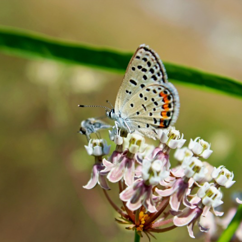 Narrowleaf Milkweed Butterfly Flower (Western Coast Only)
