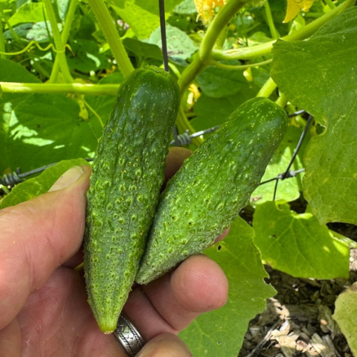 Russian Pickling Cucumber, 1870 Heirloom, Organic