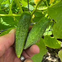 Thumbnail for Russian Pickling Cucumber, 1870 Heirloom, Organic