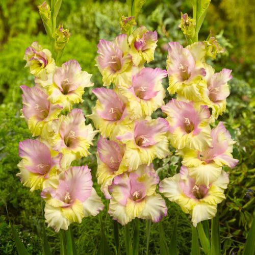 ‘ Mom Amour’ Large Flowering Gladiolus,  Romantic Glads