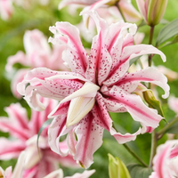 Thumbnail for 'Magic Star' Double Oriental Lily