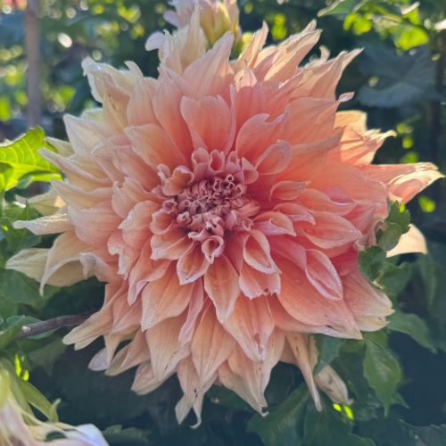 'Mango Madness' Dahlia (Informal Decorative)