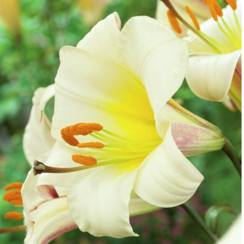 White Planet Lily, (Orientpet or OT Hybrid Lily, DIV VIII Lily)