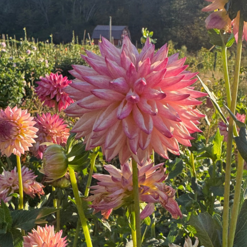Valley Porcupine Dahlia (Novelty - Form, Fully Double)