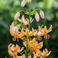 Thumbnail for Guinea Gold Martagon Lily (Lililum Martagon, Lily Div II)