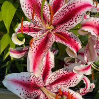 Thumbnail for 'Dizzy' Oriental Lily (Oriental Lilium, Lily Div VII)