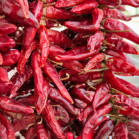 Thumbnail for Hungarian Paprika Pepper (Sweet), 1500's Heirloom, Organic options available