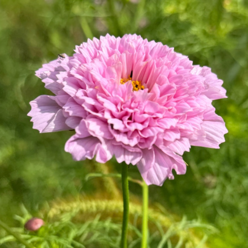 Cosmos Rose Bon Bon, Double Cosmo, French