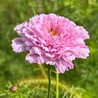 Thumbnail for Cosmos Rose Bon Bon, Double Cosmo, French