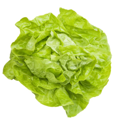 Tennis Ball Lettuce, Heirloom, Organic