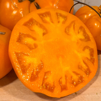 Thumbnail for Yellow Brandywine Tomato Heirloom, Organic