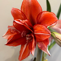 Thumbnail for 'Flamed Amadeus' Hippeastrum, Amaryllis