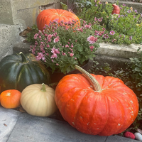 Thumbnail for Rouge Vif d'Etampes 'Cinderella' Pumpkin, 1883 Heirloom - Organic and Conventional