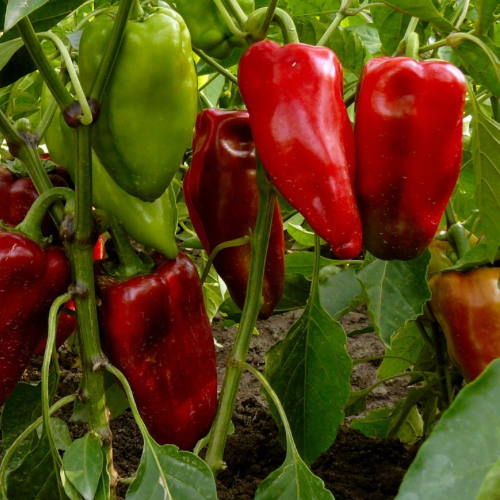 Beaver Dam Pepper (Hot)
