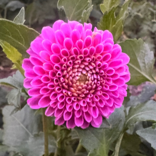 'Betty Ann' Dahlia (Pompom), 1928 Heirloom