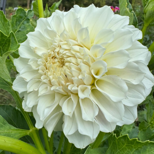 'Irish Ruffle' Dahlia (Informal Decorative)