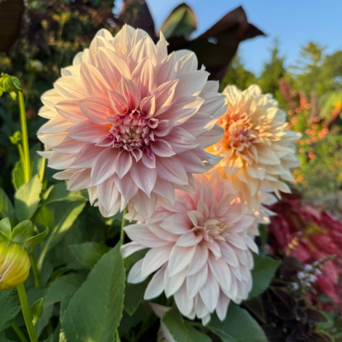 'Cafe Au Lait' Dahlia (Dinnerplate)