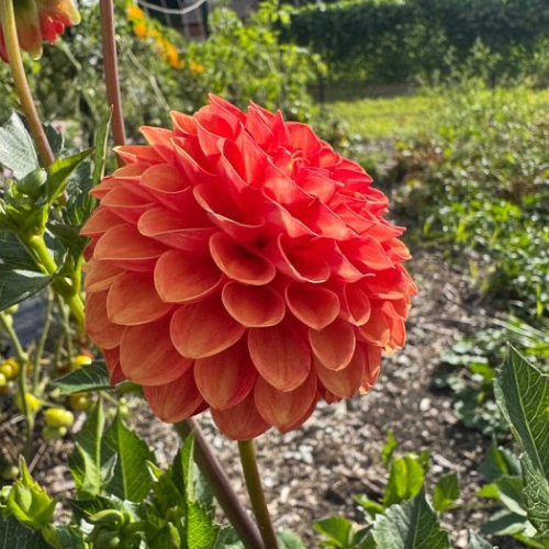 ‘Valley Rust Bucket' Dahlia (Ball)