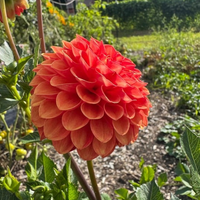 Thumbnail for ‘Valley Rust Bucket' Dahlia (Ball)