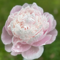 Thumbnail for Shirley Temple Peony- pre 1953 origin, Holland, lactiflora