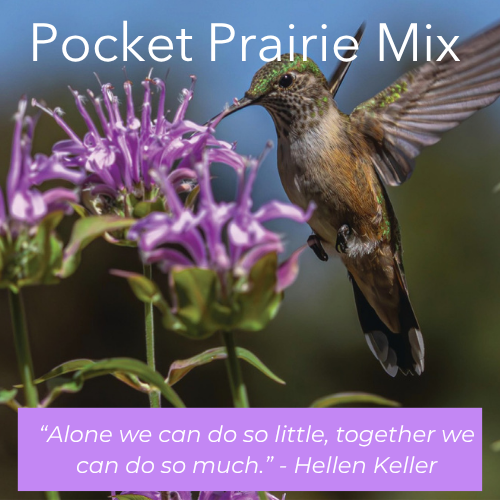 Prairie Pockets: Habitat for Native Birds, Bees, Butterflies and More