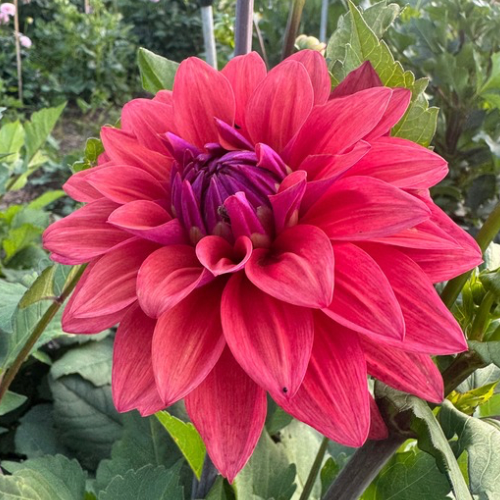 'American Dawn' Dahlia (Decorative or Semi-Dinnerplate)