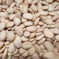 Thumbnail for Willowleaf Bean, Pole Butterbean, Heirloom