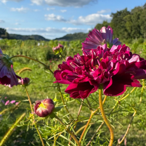 Rubenza Cosmos (Deep Cranberry Red Cosmo)