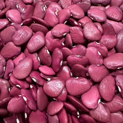 Burgundy Wine Lima Bean, Butterbean, Heirloom from Dr. Wyche