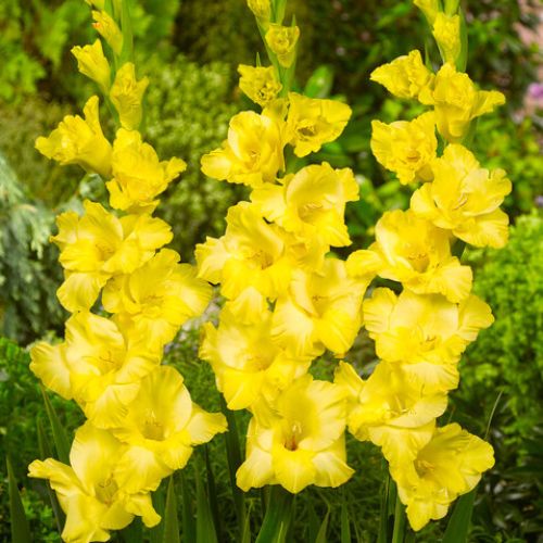 ‘Jester Gold' Large Flowering Gladiolus, All Yellow Glads