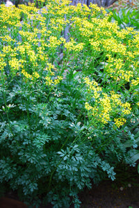 Thumbnail for Rue, Herb