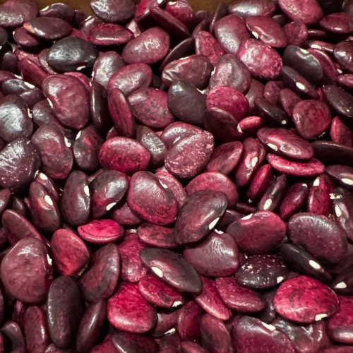 Clemson Red Lima Bean, Butterbean, 1930's Heirloom