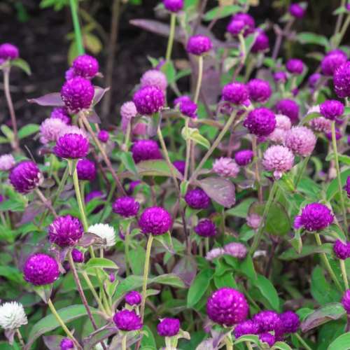 Globe Amaranth, Brazilian Native
