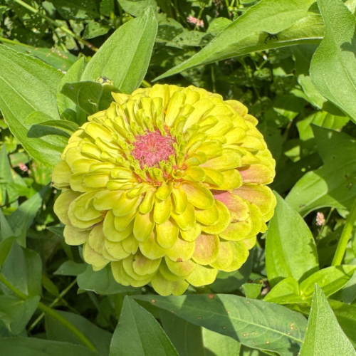 Queeny Lime with Blush Zinnia Flower, Seeds for Sale