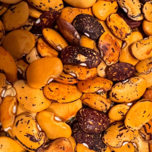 Hopi Yellow Lima Bean,  Butterbean, pre-colonial Heirloom