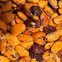 Thumbnail for Hopi Yellow Lima Bean,  Butterbean, pre-colonial Heirloom