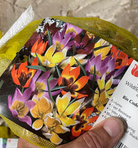 Thumbnail for Botanical Tulip Mix, Turkestanica Tulips, Wild Tulips, or Miniature Tulips